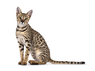 Beautiful F5 Savannah cat sitting up side ways. Looking curious straight at camera. Isolated on a...