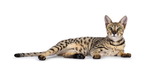 Beautiful F5 Savannah cat laying down side ways. Looking curious straight at camera. Isolated on a...