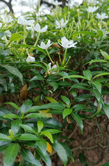 Obraz premium Nature view, beautiful flowers in the garden