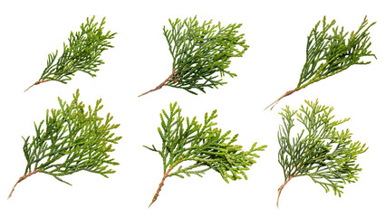 twigs of thuja emerald on a transparent isolated background. png
