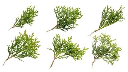 twigs of thuja emerald on a transparent isolated background. png
