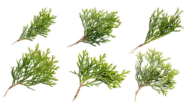 twigs of thuja emerald on a transparent isolated background. png
