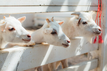white sheep crowd in the farm