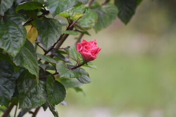 pink rose in garden