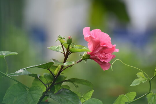 pink rose in the garden
