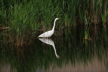 Great Egret hunting in water ducks at feet