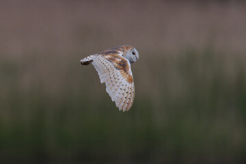 Barn Owl in flying over reeds close up