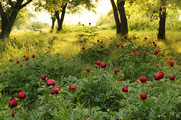 Wild peony (Paeonia peregrina romanica) in a forest nearby the Enisala fortress in Dobrogea. The Romanian Parliament declared through a law that this flower should be the national flower of Romania.
