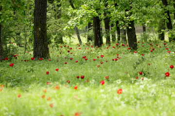 Wild peony (Paeonia peregrina romanica) in a forest nearby the Enisala fortress in Dobrogea. The Romanian Parliament declared through a law that this flower should be the national flower of Romania.