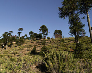 Fototapeta na wymiar Panoramic view of native forest of millenary araucarias, Malalcahuello National Reserve, Chile.