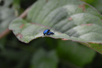 two pair of blue bugs on the leaf after rain