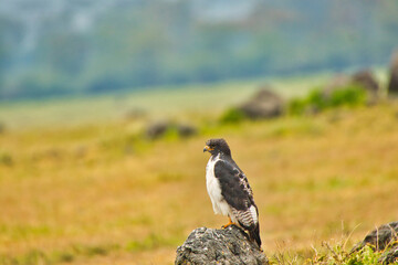 A rare Augur buzzard close up inside Ngorongoro crater, Tanzania - obrazy, fototapety, plakaty