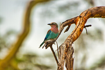 Lilac Breasted Roller displaying its bright colors inside Ngorongoro crater, Tanzania