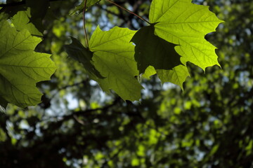 Green leaves