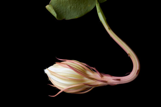 night-blooming cereus flower bud about to bloom isolated on black background, aka queen of the night, unique rarely blooms and only at night princess of the night cactus plant blossom with leaves