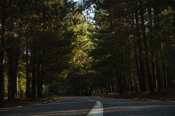 Carretera en un bosque hermoso