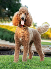 One brown adult Royal Standard Poodle wearing a red collar looking at the camera sticking out the tongue at the park in a sunny afternoon with plants and trees in the background