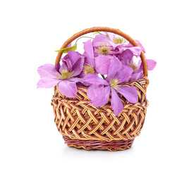 Fototapeta na wymiar Purple clematis in the basket.