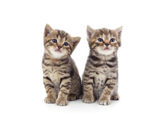 Fototapeta na wymiar Two little kittens sitting.
