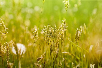 Spring meadow plants in beautiful sunlight