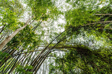 Fototapeta premium Forest, lush foliage, tall trees. Tree with green leaves and sun light. Bottom view background. Tree below.