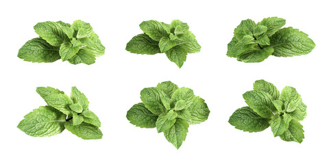 Collection of fresh mint  in 3d rendering on white background