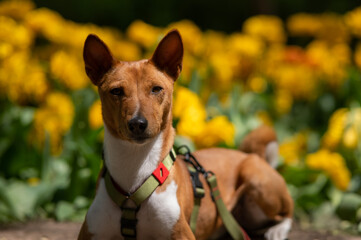 African dog in yellow colors. Portrait of a basenji on a walk.