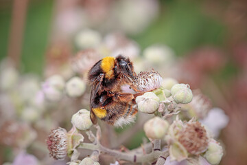 Bee sucking pollen closeup