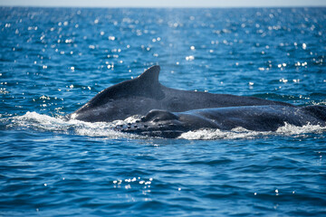 Fototapeta premium Happy whales in whale watching tours