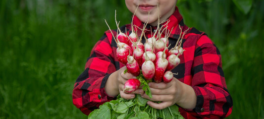 the boy is holding a bunch of freshly picked radishes.
