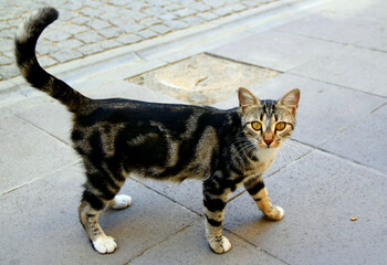 Obraz premium A young tabby cat walks on the grass and looks directly into the camera lens