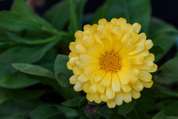 Closeup view of Yellow Calendula flower