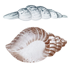 Set of Seashells on isolated white background, watercolor illustration, sea clipart
