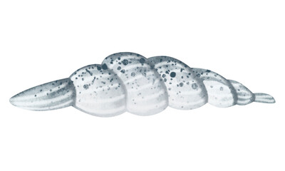 Set of Seashells on isolated white background, watercolor illustration, sea clipart
