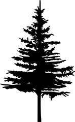 Thin Tall Spruce Silhouette