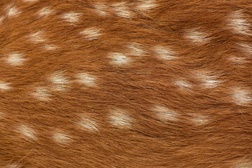 female sika deer fur texture Cute wild animal concept, brown deer and fur pattern background.