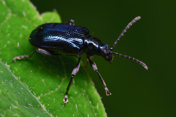 배노랑긴가슴잎벌레, Lema concinnipennis Baly