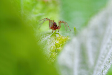 거미유충, spider larvae