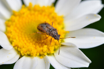 애긴노린재(Nysius plebejus Distant)
