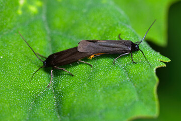 집나방상과, Prays ruficeps, Yponomeutoidea
