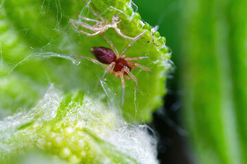 거미유충, spider larvae