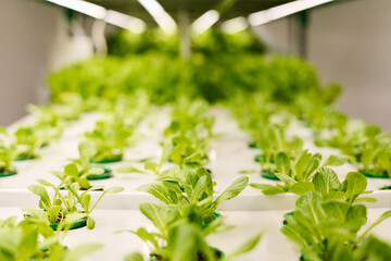 Long rows of green lettuce seedlings in small pots growing in large hothouse or inside vertical farm with no people or workers around