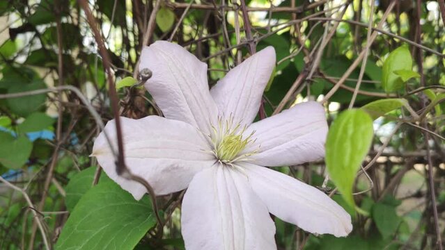 one white climatis flower close-up