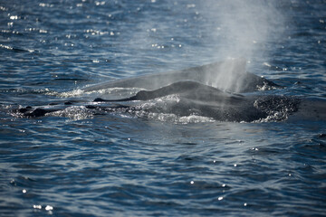 Famous whale on a whale watching tour