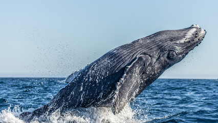 Famous whale on a whale watching tour