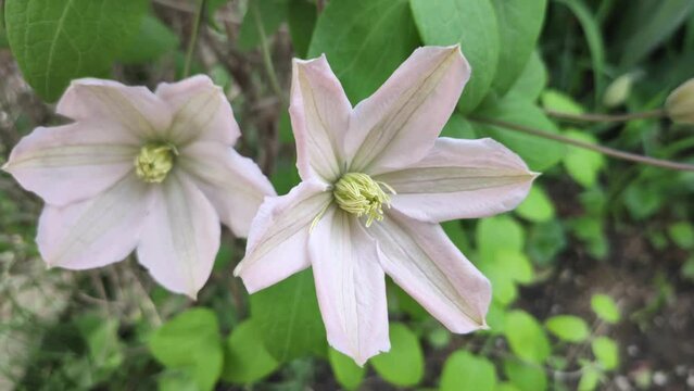 climatis flowers in the garden close-up