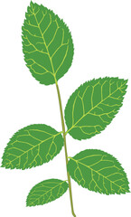 Green leaves handmade vector design