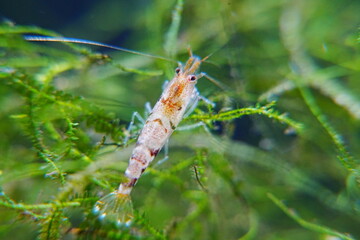 Tiger Shrimp Caridina cf. Cantonensis “Tiger”|虎纹虾