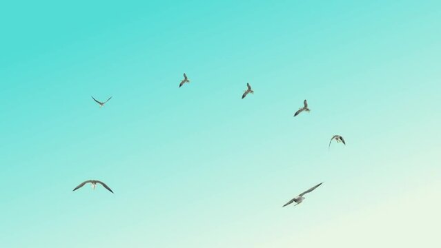 birds flying effect background and 2d animation