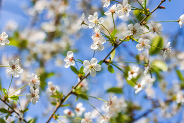 Cherry tree in bloom, white flowers on tree branches
